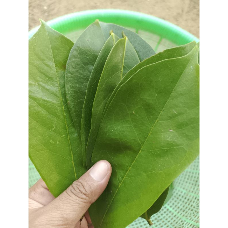 

Daun Sirsak 100 Lembar