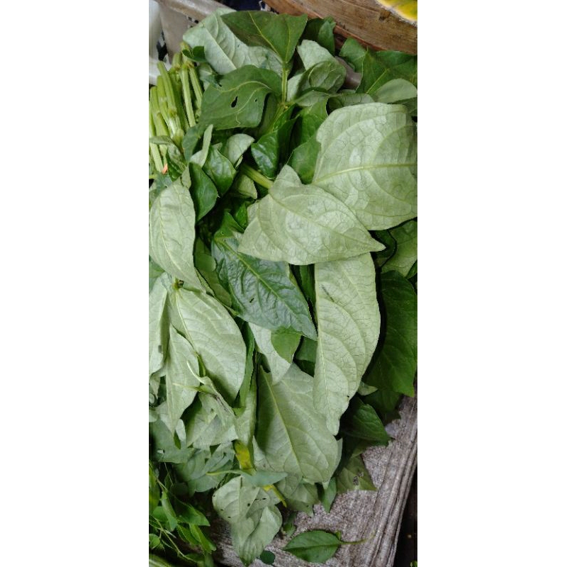 

SAYUR DAUN LEMBAYUNG petik segar ikat