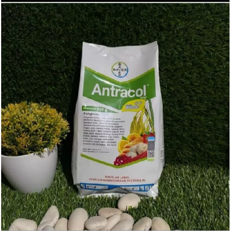 Antracol 250 gram