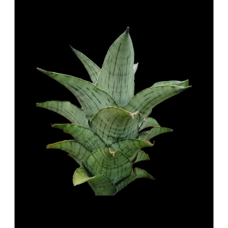 Hybrid Agata Sansevieria