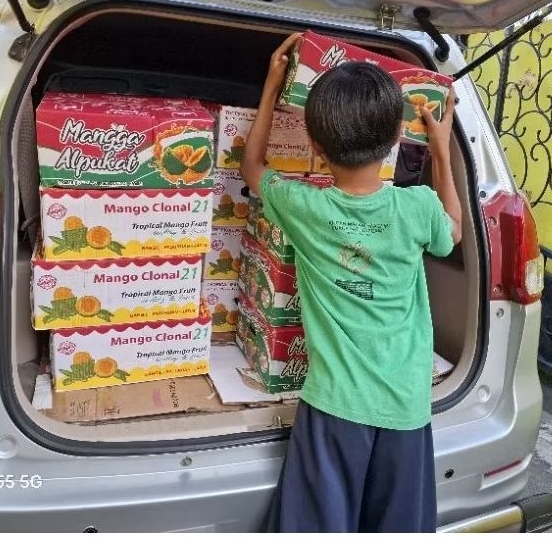 

promo. akhir musim mangga alpukat ready yg besar premium tua dan manis grade A premium isi 11-12