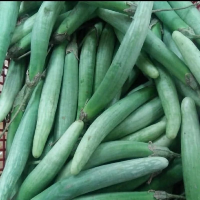 

Terong Telunjuk/Terong Medan Fresh 1 Kg