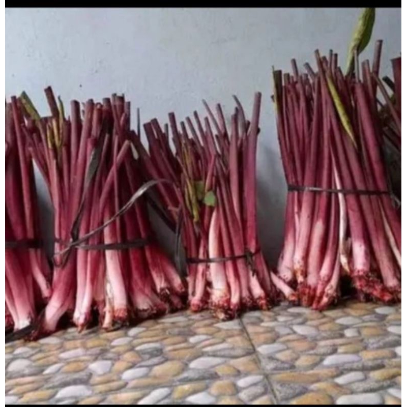 Bibit tanaman talas bogor ungu