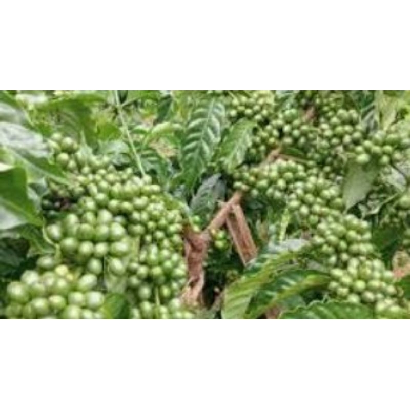 

entres kopi arsyad 500g