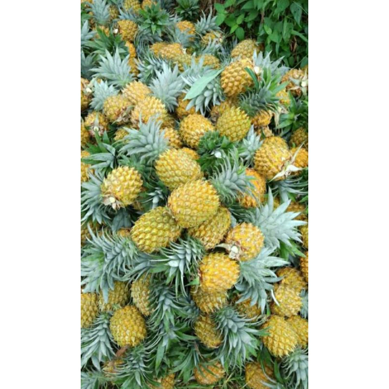 

Nanas Madu Pemalang(grade super)|berat -+500 gr ukuran besar