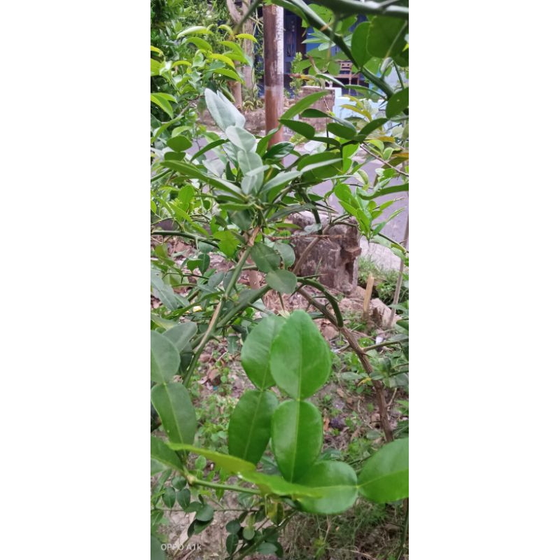 

Daun Jeruk Segar 10 lembar