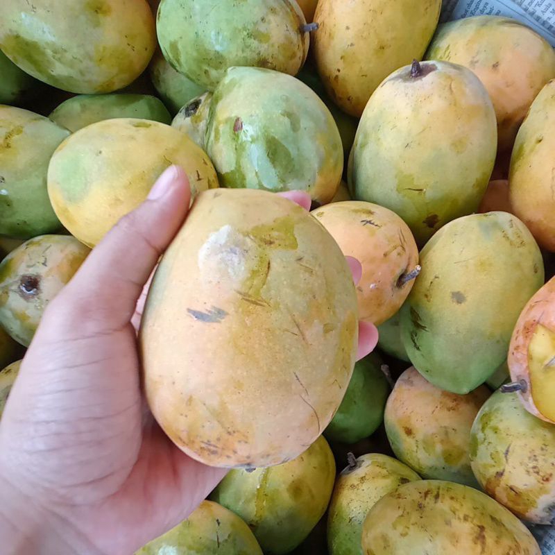 

Mangga Gincu