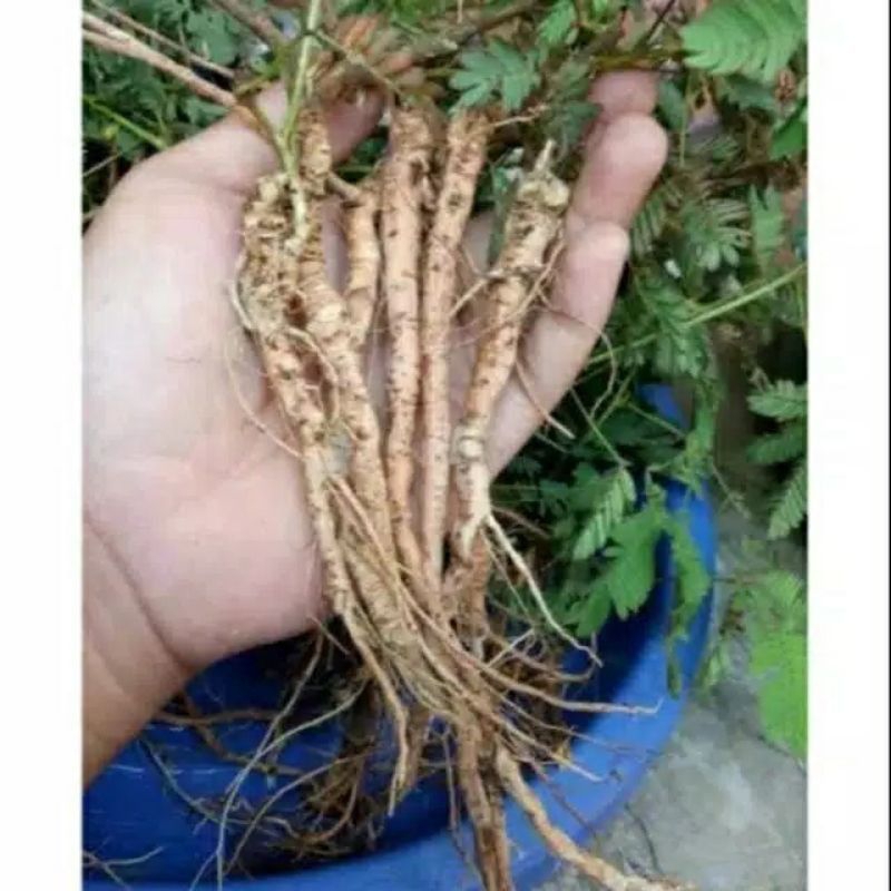 

akar putri malu fresh 500 gram original