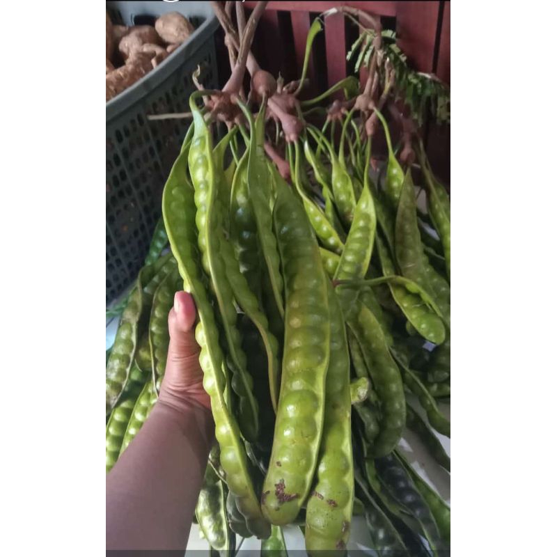 

Pete segar Murah 5lonjor/papan