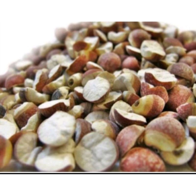 

250gram Qian SHI Premium / Euryale seed / Fox Nut Seeds / Kiam sip