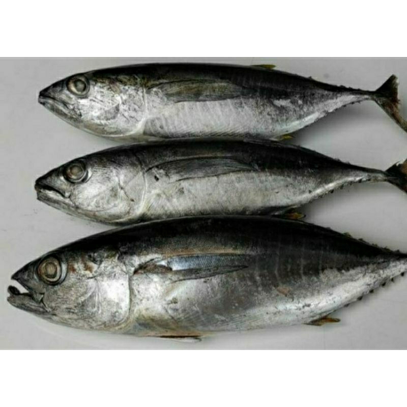 

Baby Tuna/Tongkol Ayam Beku Kapal