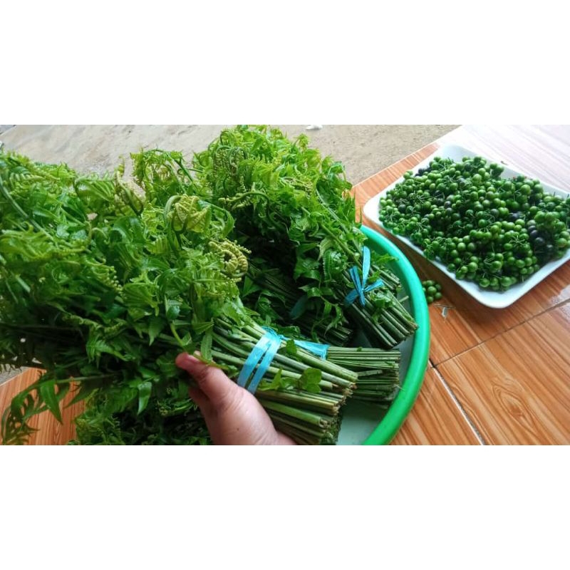 

250gr sayur pakis segar hasil budidaya 100% organik
