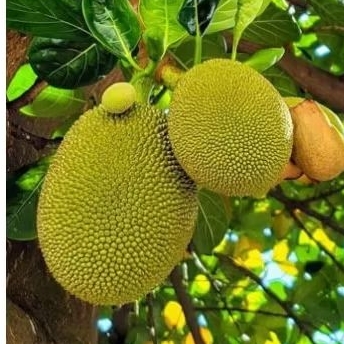 

Nangka renyah manis