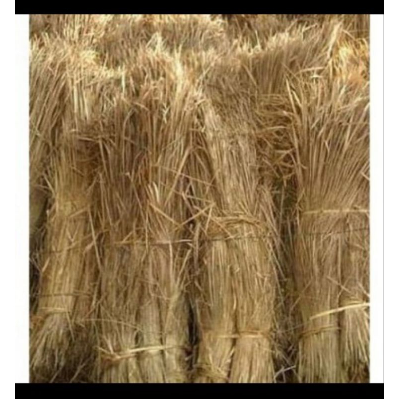 Jerami Padi Kering 500gram Jerami Padi