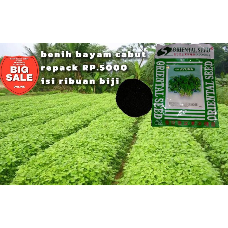 benih bayam cabut repack 5000 biji..