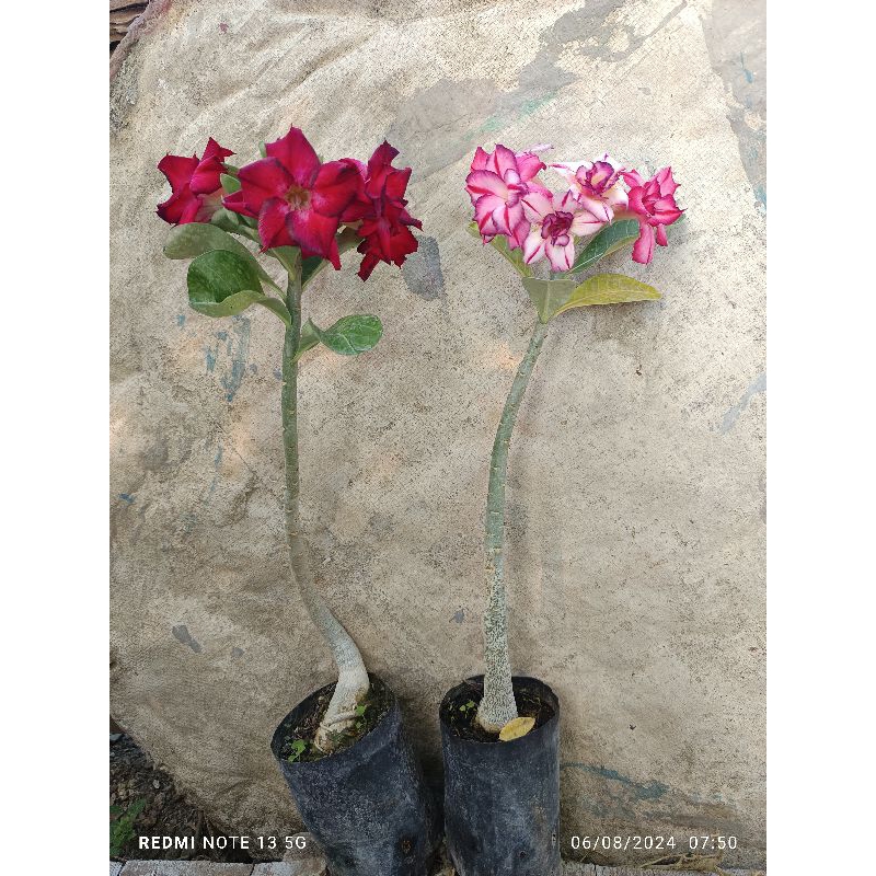 Adenium bunga tumpuk ori