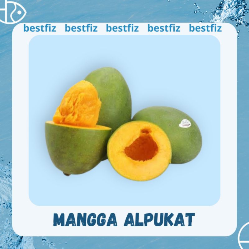 

Mangga Alpokat