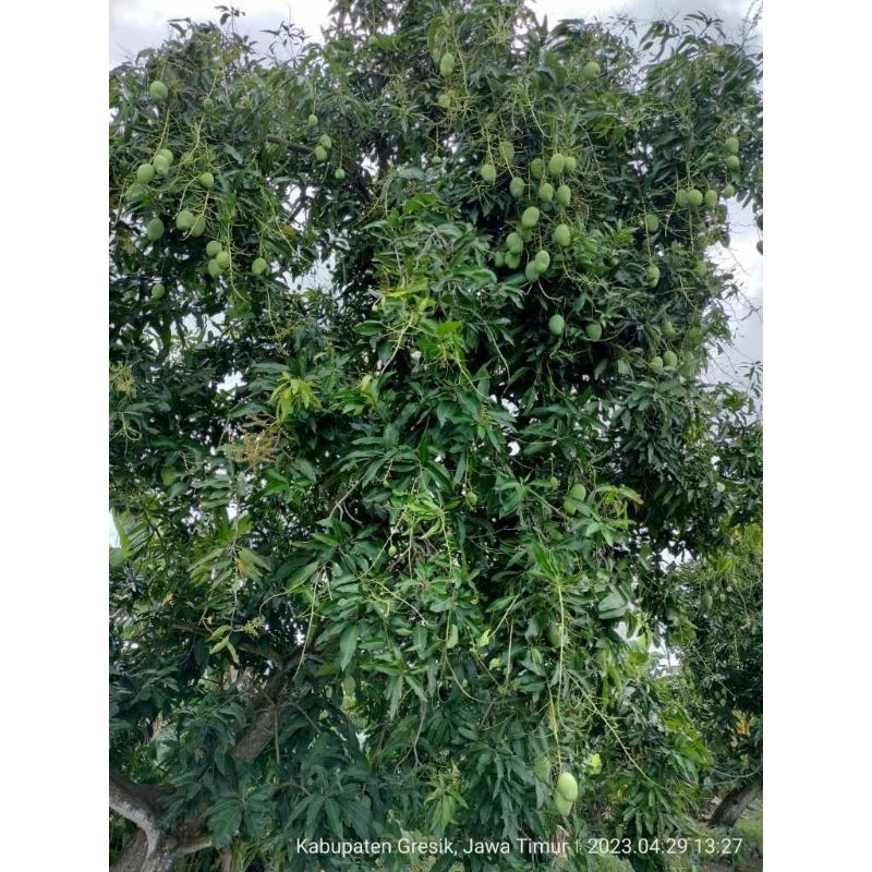 

mangga muda harum manis
