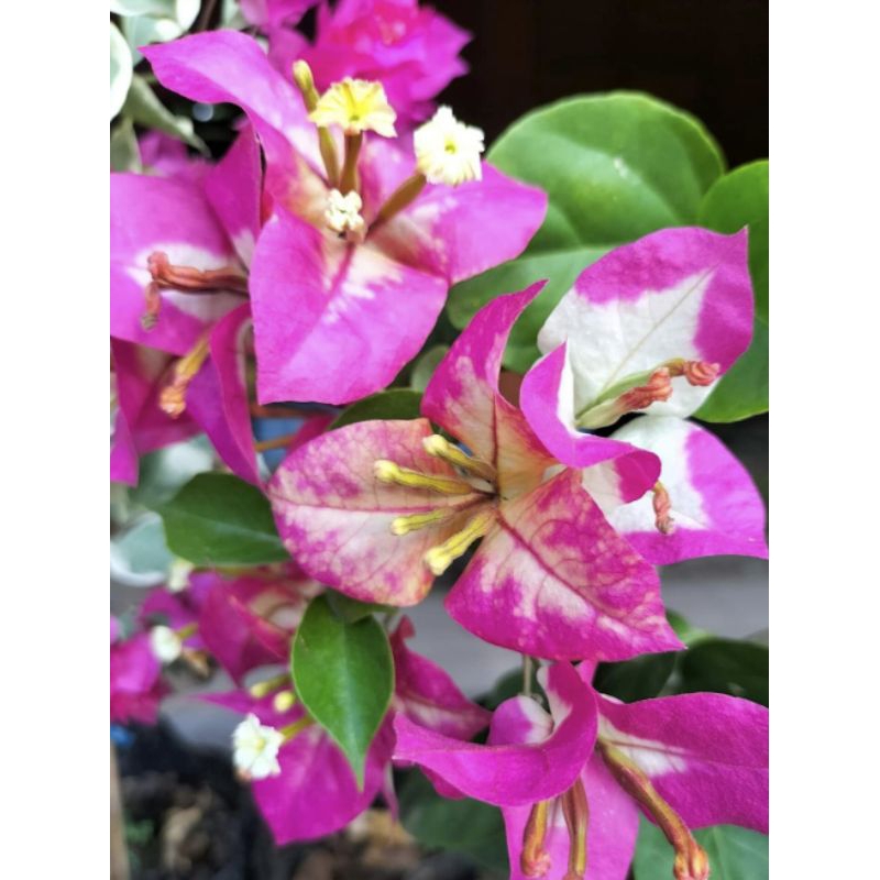 bougenville ori sufia india