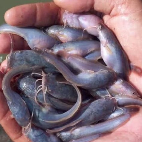 BIBIT LELE MUTIARA ISI 51  dua kantong