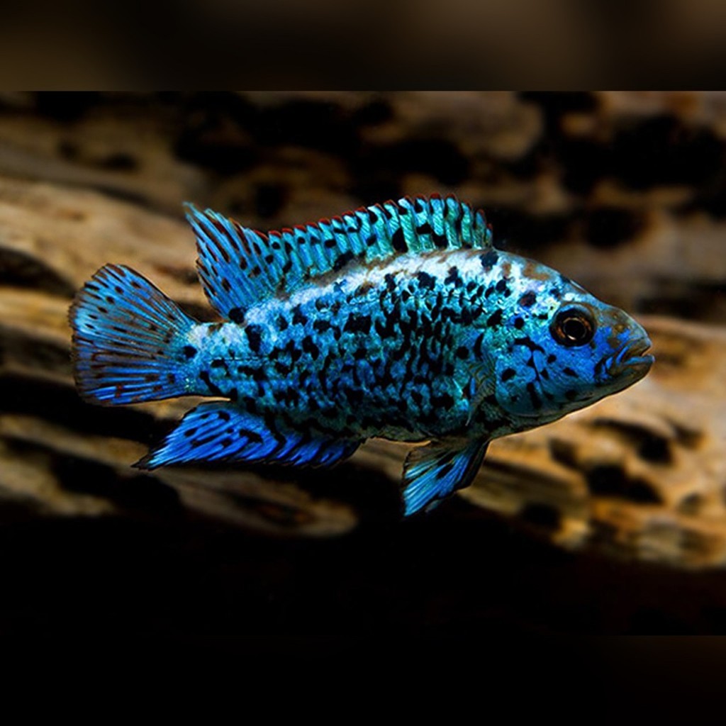Electric Blue Jack Dempsey EBJD Cichlid 1"
