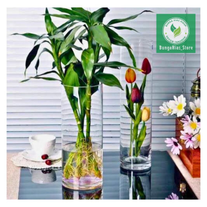 (BISA COD) TERMURAH Tanaman Hias Bambu Hoki Rimbun Bisa Hidup Di Air Bambu Srirejeki Tanaman Keberun