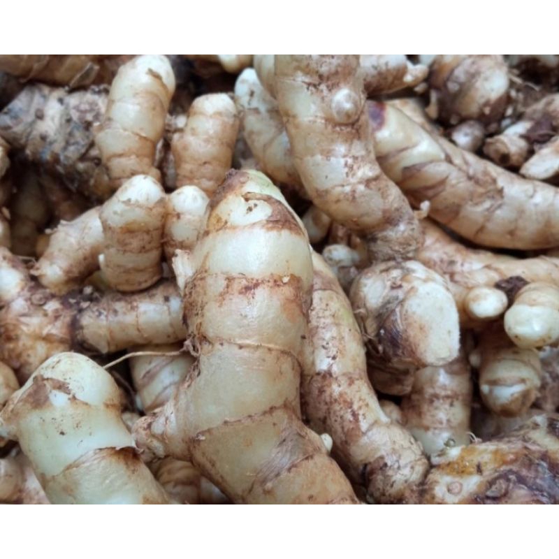 

temu putih kunyit putih