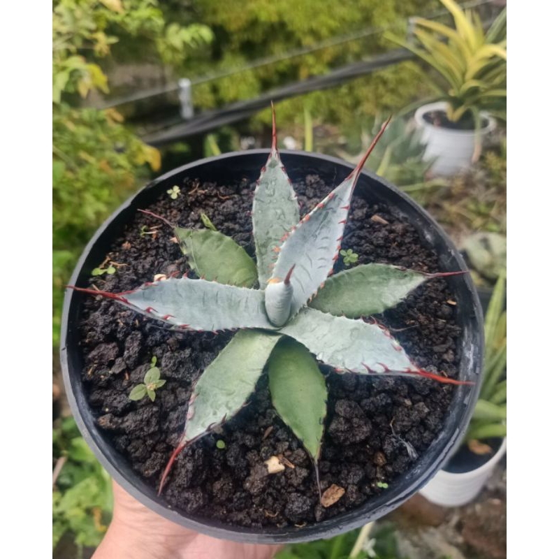 agave katsugen