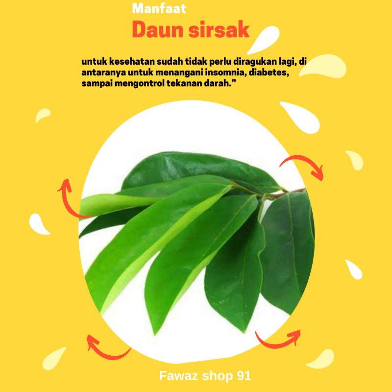 

DAUN SIRSAK ALAMI OBAT HERBAL (250 grm)