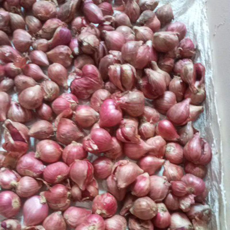 

bawang merah