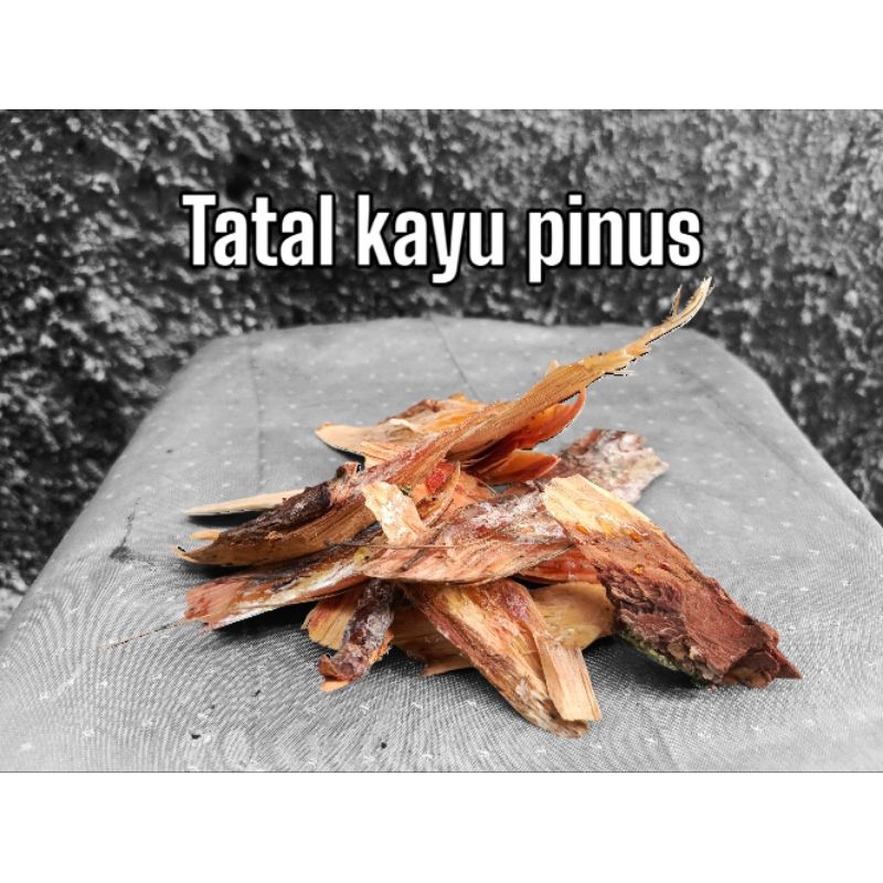 tatal kayu pinus fire starter camping bushcraft