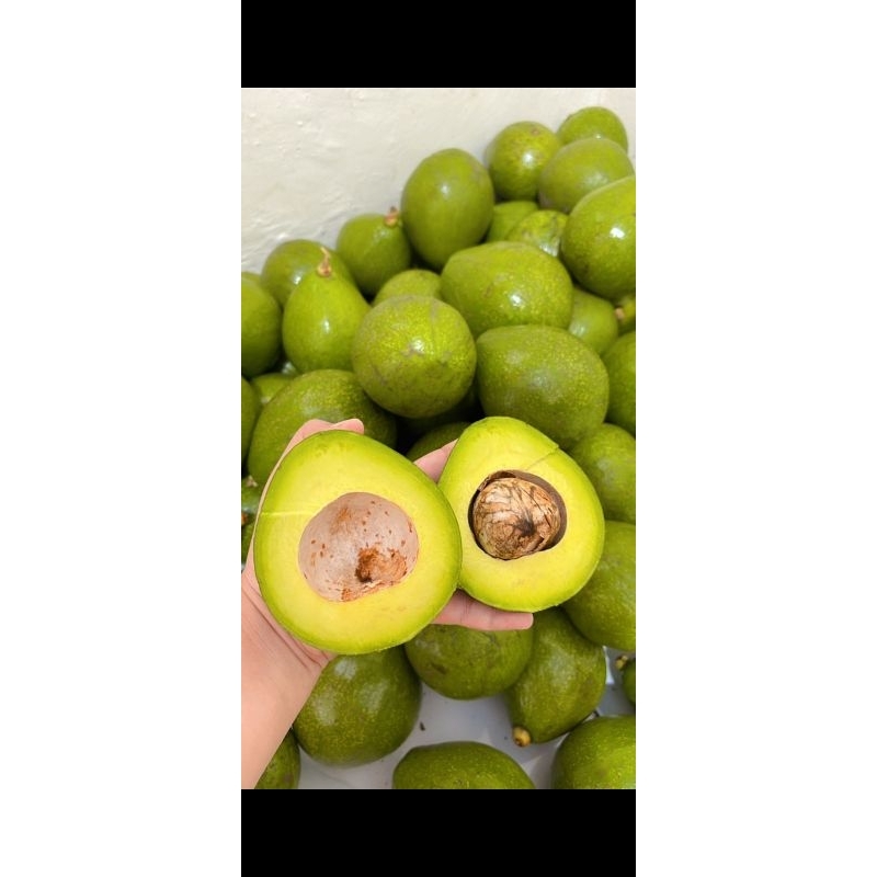 

Alpukat Kendil