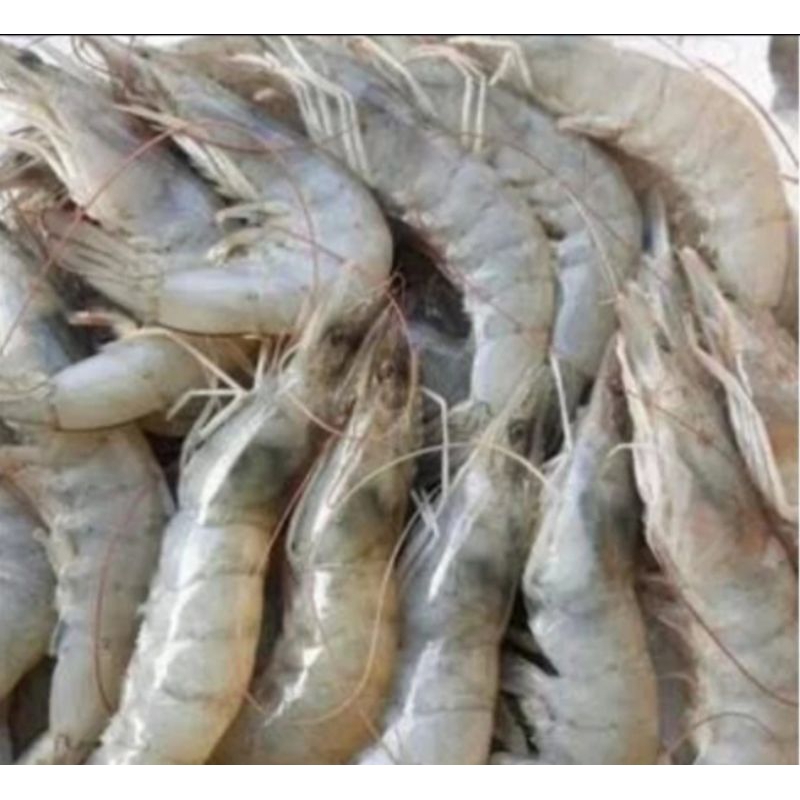 

udang fresh
