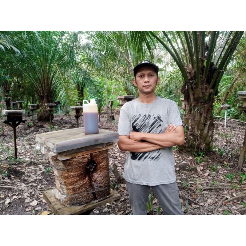 

Madu Kelulut Klanceng Trigona Itama Murni 100% Ukuran 1Kg Asli Hutan Kalimantan