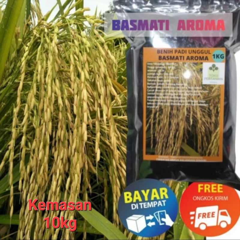 BENIH BIBIT PADI BASMATI AROMA KEMASAN 10KG