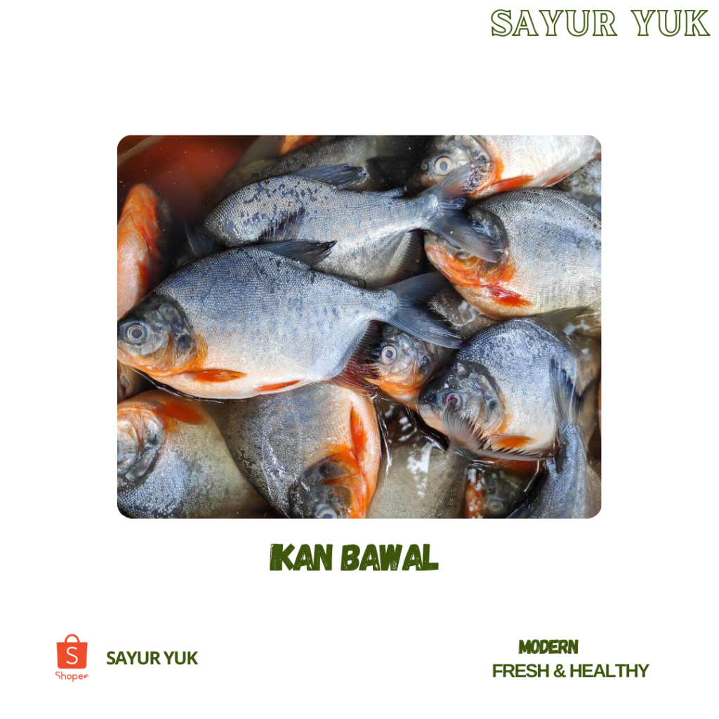 

Ikan Bawal Segar [500 gr]