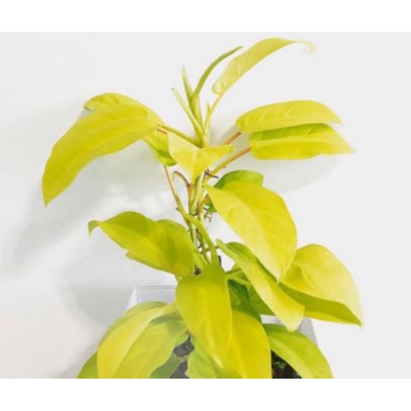 philo lemon merambat / philo rambat / murah