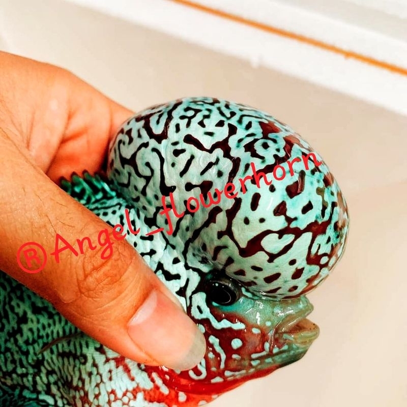 HR-Burayak king kamfa red black jaguar thailand