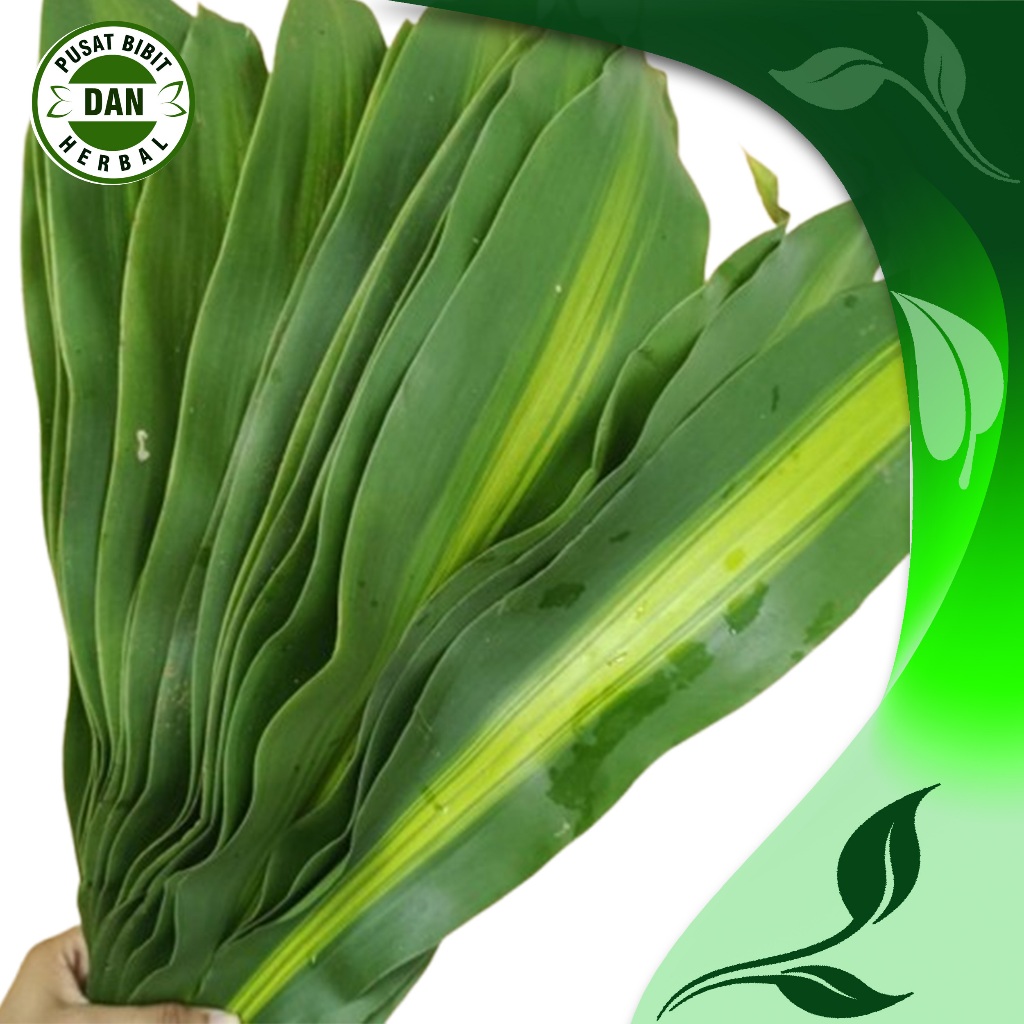 

Daun Andong Segar 1 kg Bungkus Bacang - Bakcang Lebar Daun Hanjuang - Pusat bibit dan herbal