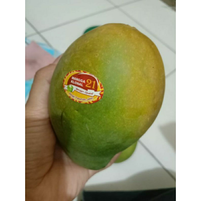 

Mangga alpukat clonal 21 asli bangil
