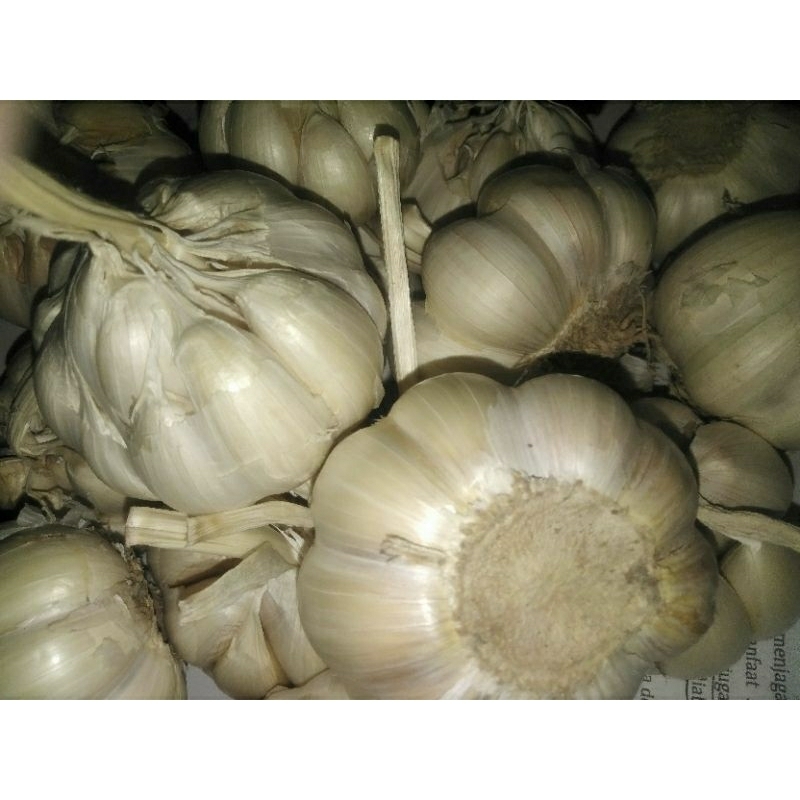 

bawang putih