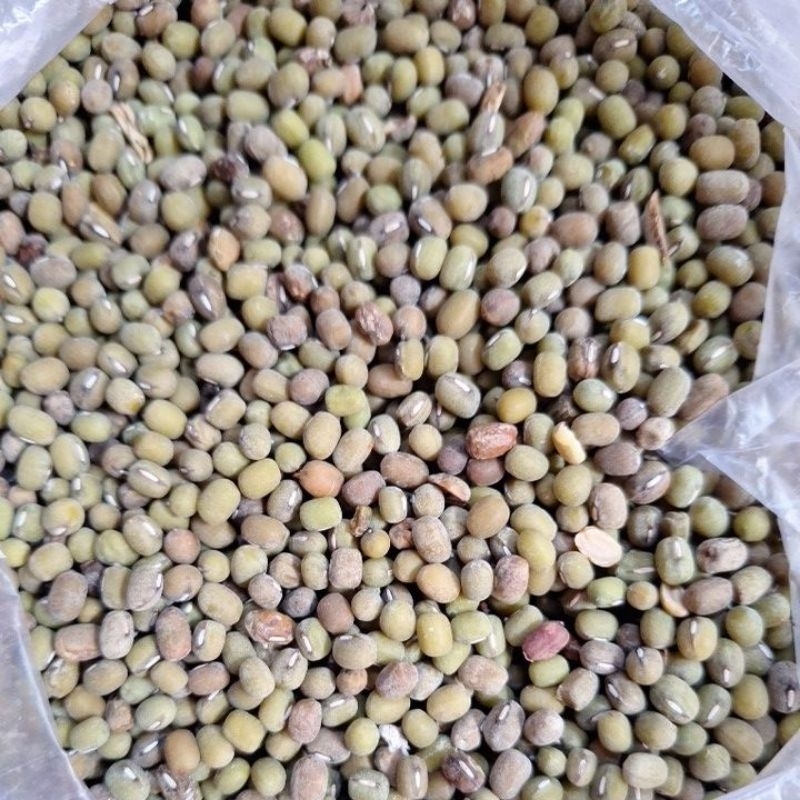 

kacang ijo hijau