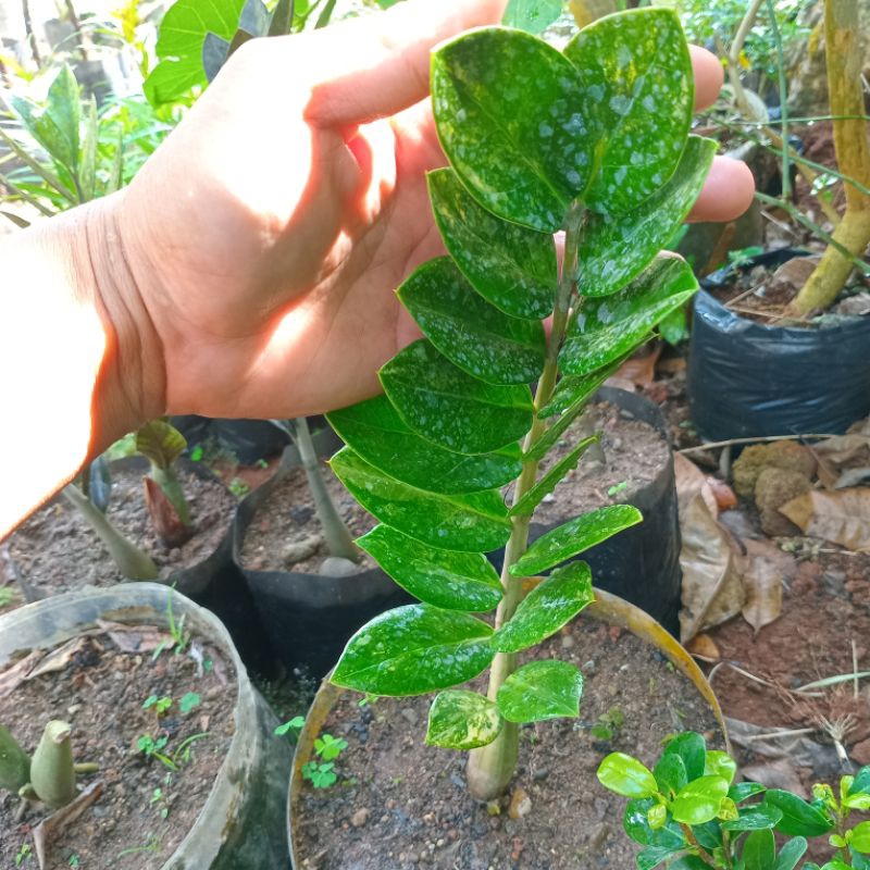 Tanaman hias zamia kulkas variegata