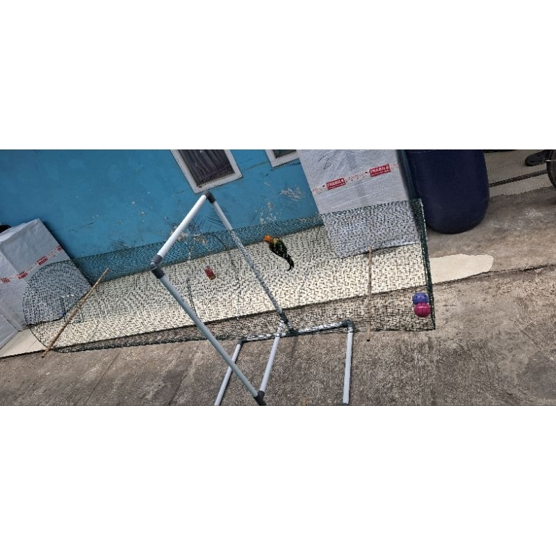 kuliaran umbaran burung jungkat jungkit