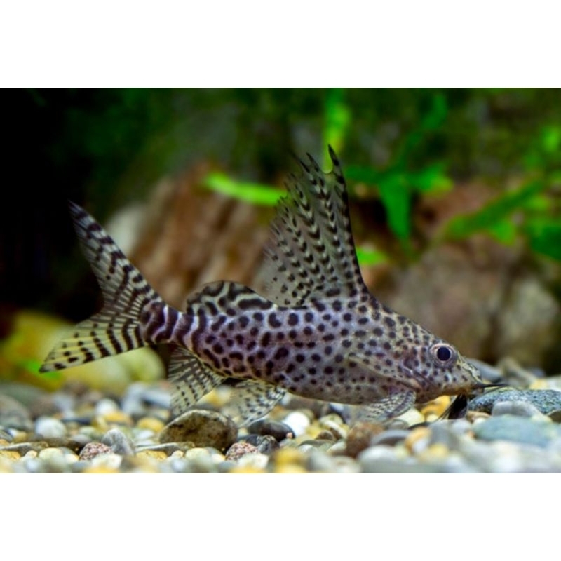 IKAN HIAS SINODONTIS FISH jenis catfish