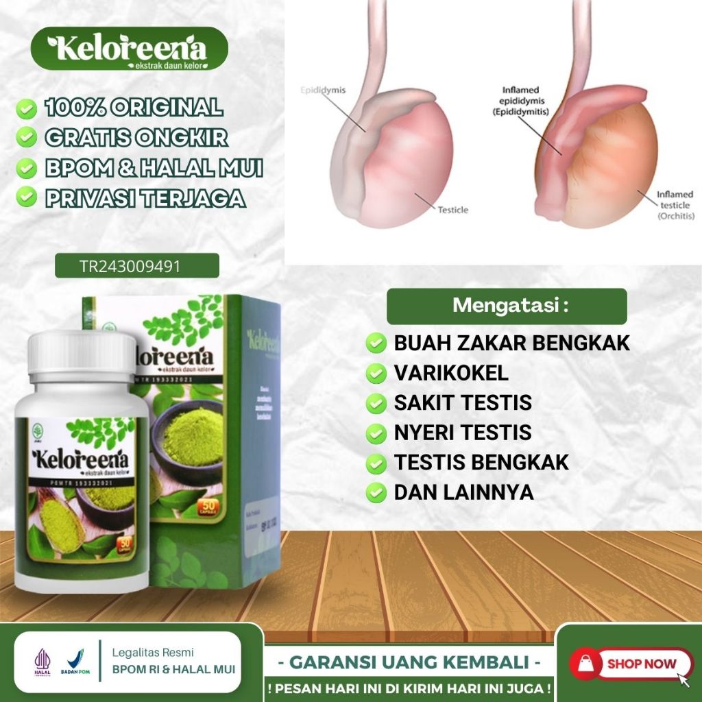 Obat Buah Zakar Bengkak, Obat Buah Zakar Bengkak Sakit, Obat Hernia Buah Zakar Bengkak, Obat Untuk P