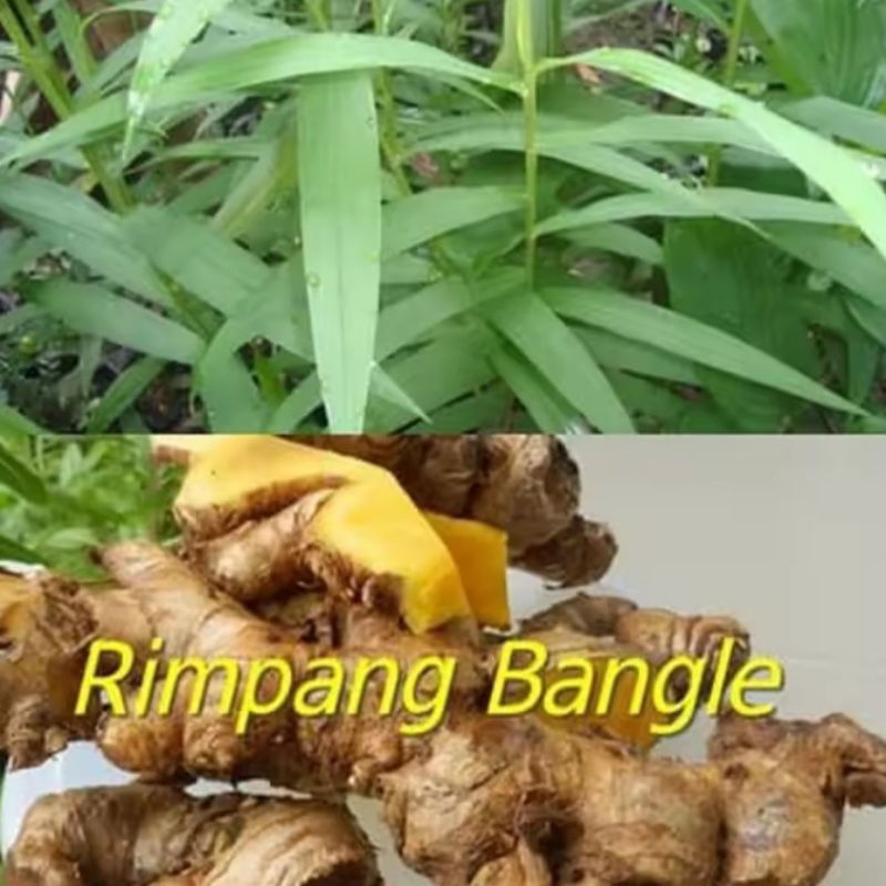 Tanaman herbal rimpang bangle