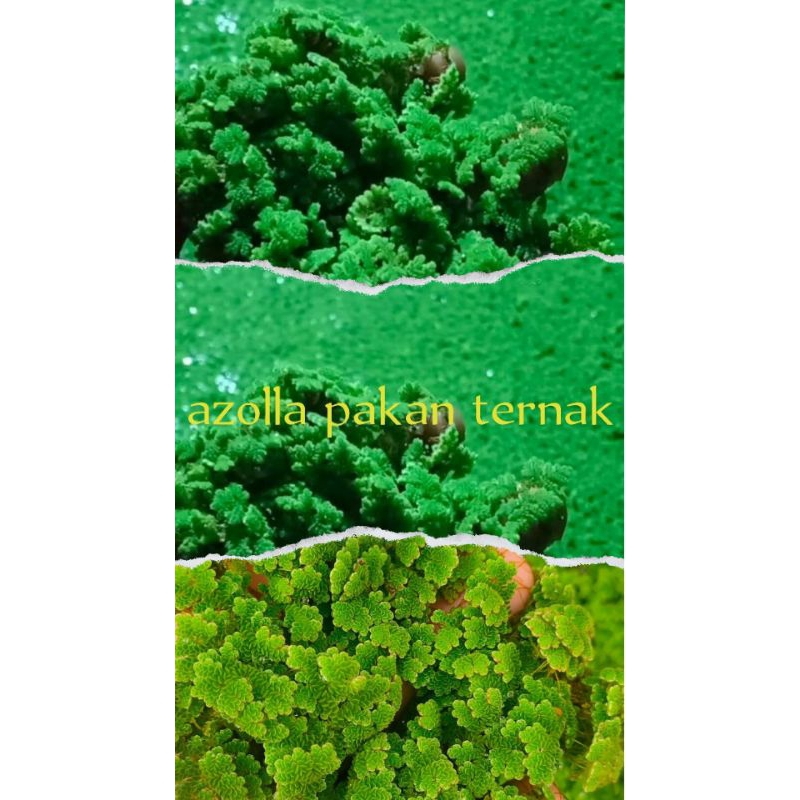 azola murah | pakan ternak terbaik | 200gram