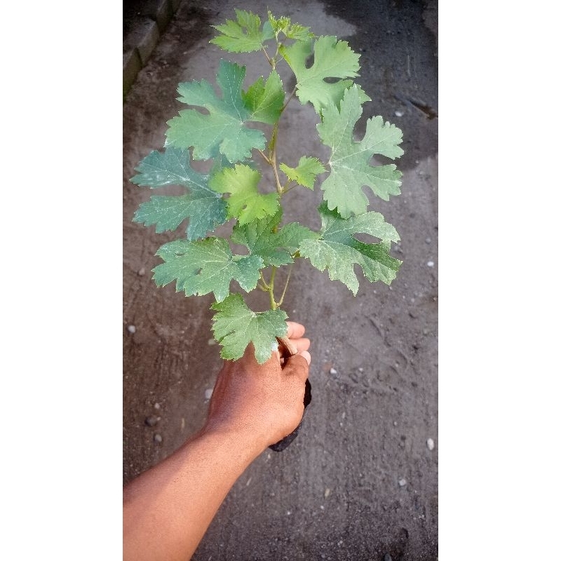 bibit anggur everest ownroot 50rb dapat 2