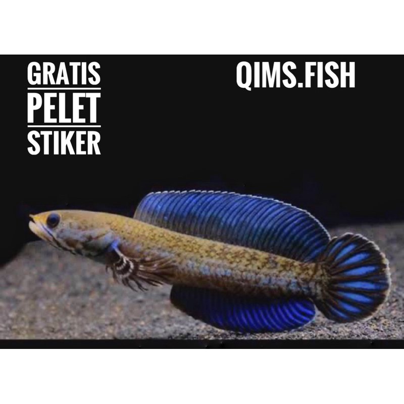 Channa Andrao 7-8 cm Full Pelet A